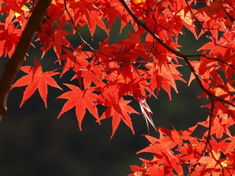 Autumn Maple Leaf Wallpaper 2048x1536 29058
