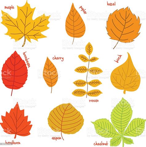 Autumn Leaves With Their Names On A White Background Stock Illustration
