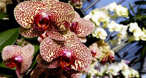 orchids are in danger of extinction