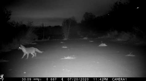 Trail Camera Opossum Chases Gray Fox 72020 Youtube