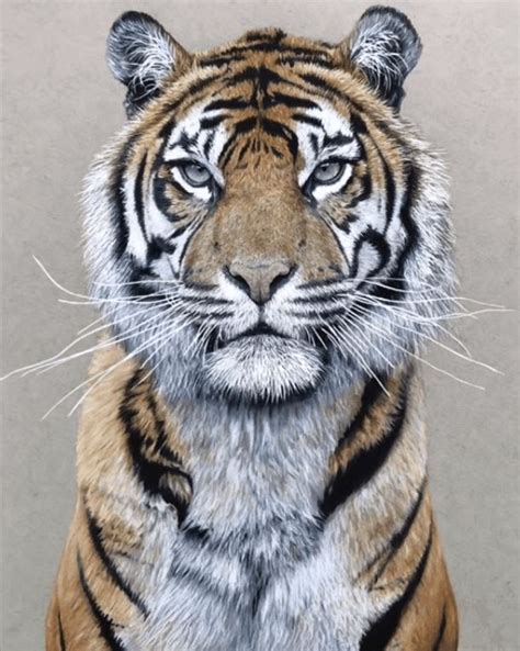Tiger Drawing Realistic Time Lapse Full Video Tiger Tiger Drawing