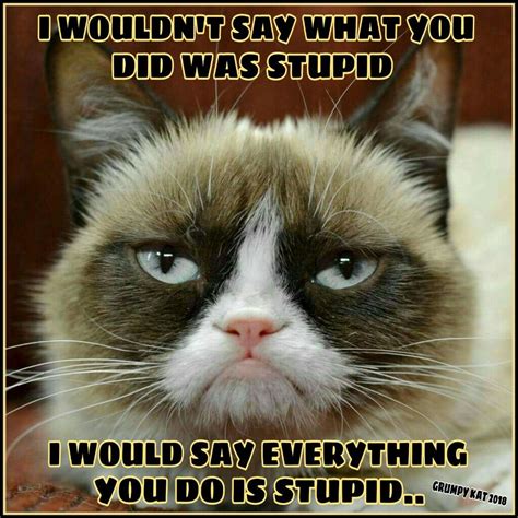 Another Grumpy Cat Meme By The Other Grumpy Kat 2018 Everything Is