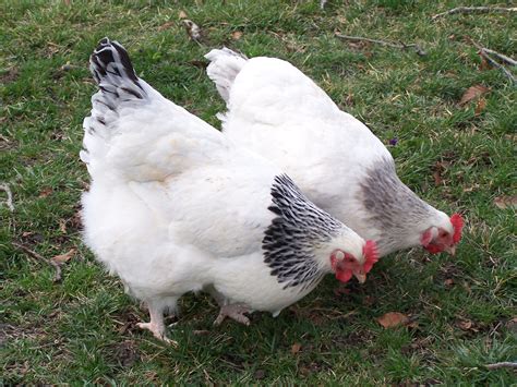 PRP Light Sussex Hen A English Coronation Hen Beautiful Chickens Chicken Breeds Pet Birds
