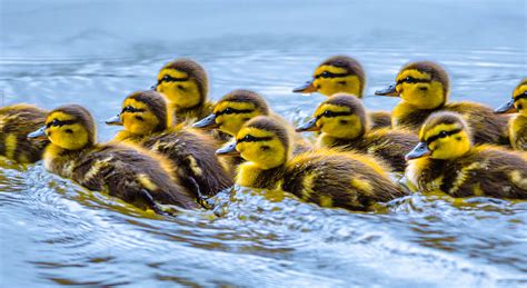 Mallard Ducklings Photograph By Brian Stevens