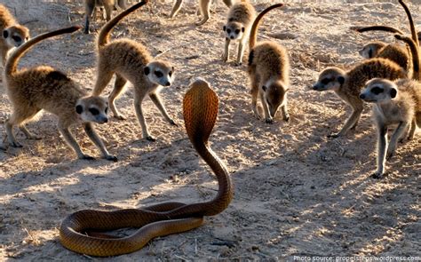 Why not chop a banana over your breakfast cereal, or swap your eating too much salt can raise your blood pressure. Interesting facts about meerkats | Just Fun Facts
