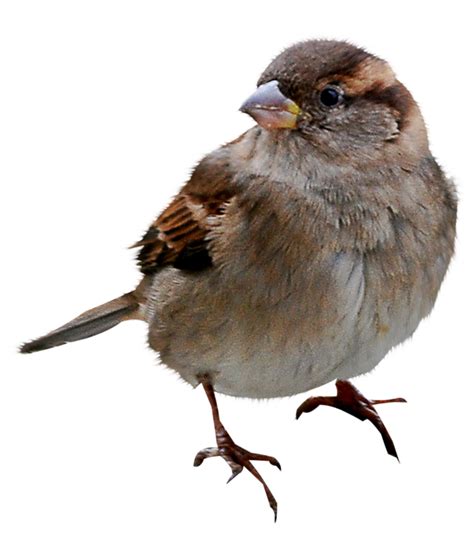 Sparrow Bird Png Transparent Images Pictures Photos Png Arts