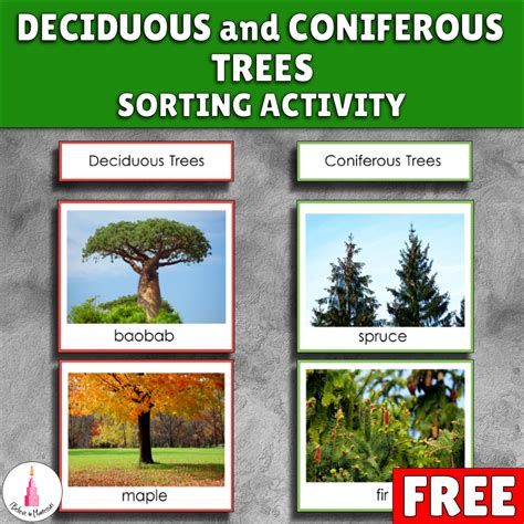 I Believe In Montessori Free Coniferous And Deciduous Trees Sorting