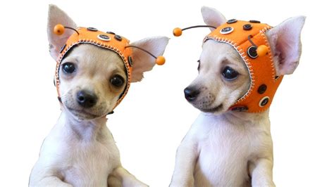 Ladybug Cap For Chihuahua Puppy Free Pattern With Lisa Pay Dog Hat Dog Sewing Patterns Puppy