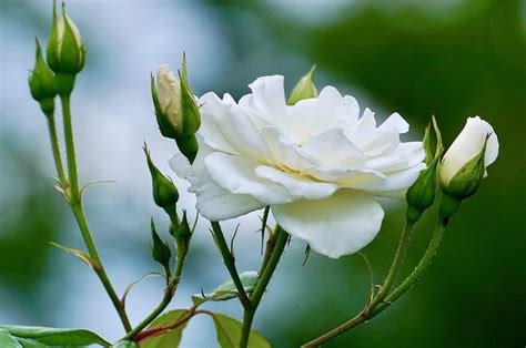 Jenis Jenis Bunga Mawar Yang Ada Di Dunia Lengkap Dengan Gambar