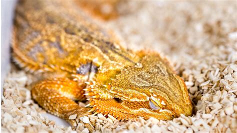 How To Tell When A Bearded Dragon Is Aggressive Bearded Dragon Resource