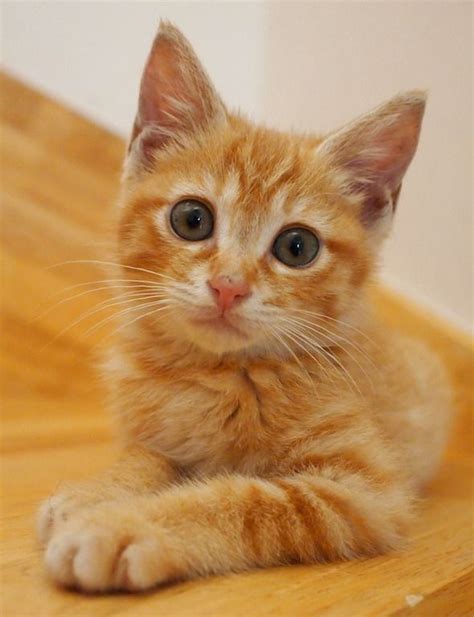 Download and use 10,000+ orange kittens stock photos for free. 25+ bästa idéerna om Tabby kittens på Pinterest