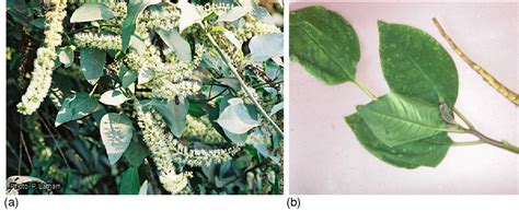 Figure 1 From A Review Of Ethnopharmacology Of The Commonly Used