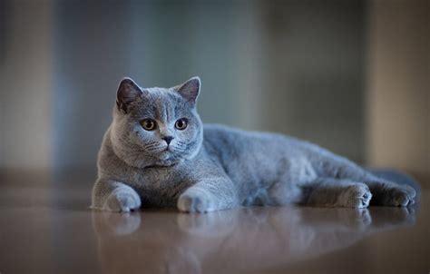 Muzzle Grey Bokeh Cat British Shorthair Section кошки British