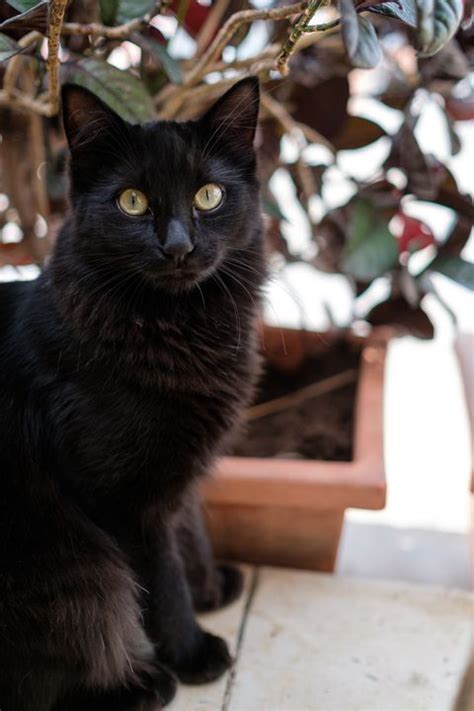20 Best Black Cat Names Male And Female Black Kitten Names