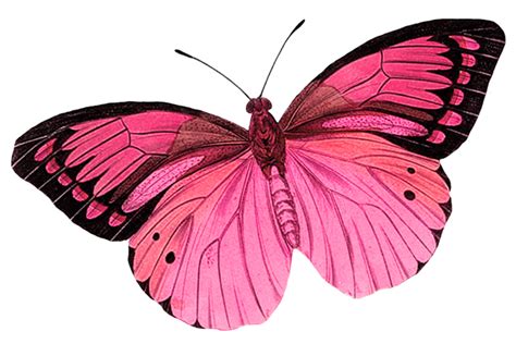 Monarch Butterfly Greta Oto Clip Art Pink Butterfly Background Png
