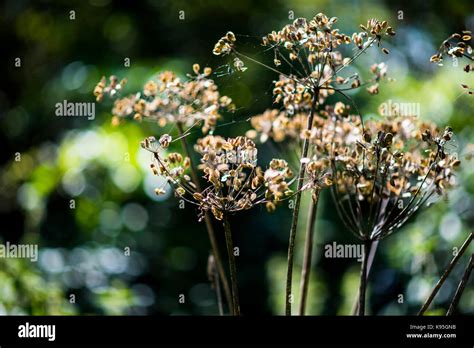 Grass Seed Heads On A Summer Meadow Stock Photo Alamy