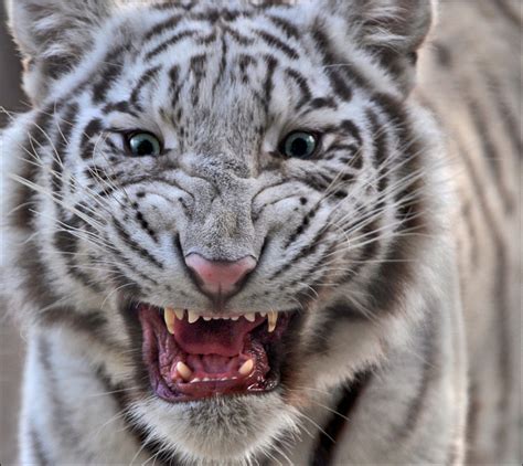 White Tiger With Blue Eyes Wallpaper Animals Wallpaper Better