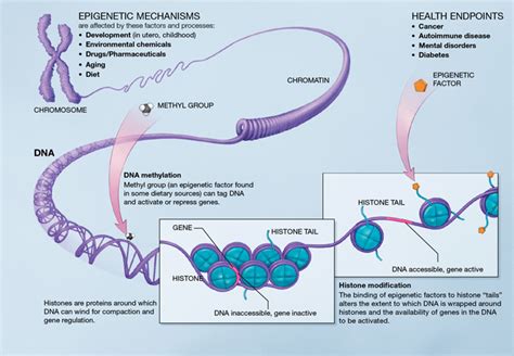 Epigenomics Epigenetic Mechanisms