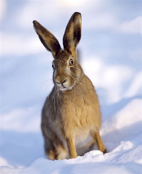 The Magical Mythology Of Mad March Hares Country Life