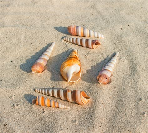 Free Images Hand Beach Sand Wood Material Seashell Gastropod