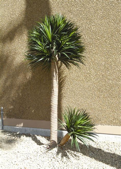 Artificial Yucca Plant Treescapes And Plantworks