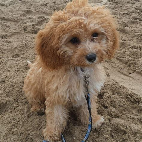 Puppyfinder.com is your source for finding an ideal cavapoo puppy for sale near minneapolis, minnesota, usa area. Cavapoo Puppies For Sale In Illinois