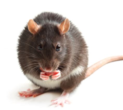 For breeding animals, we suggest mazuri® rodent 6f. Mazuri Rat Feeds :: Zoo Supply
