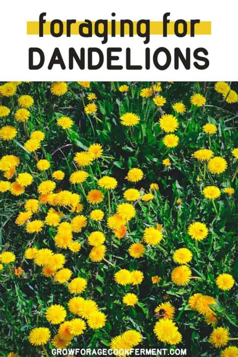 Dandelion Foraging Identification Look Alikes And Uses Artofit