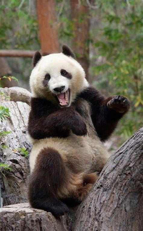 Pin By Rochelle Steeves On Animals Panda Meme Panda Bear Panda