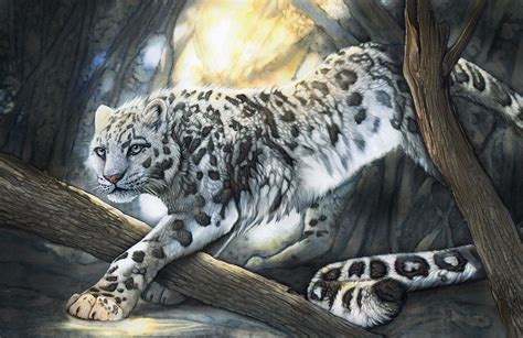 On Deviantart Snow Leopard Drawing Snow Leopard Art