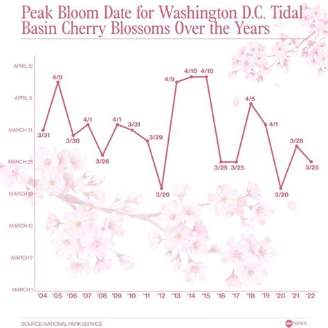 Washington Dc Cherry Blossom Full Bloom Date Revealed Abc News