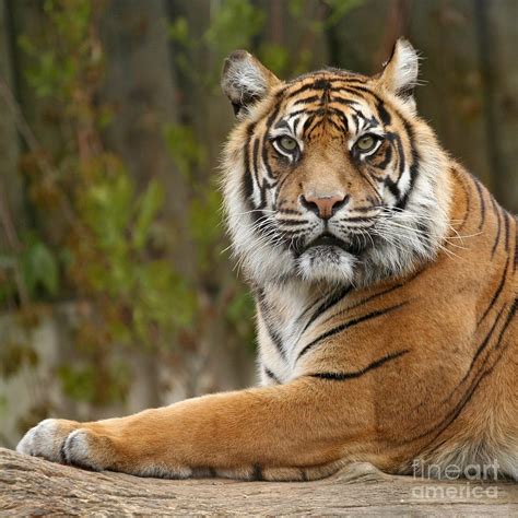 The Siberian Tiger Animal Photograph By Boon Mee Fine Art America