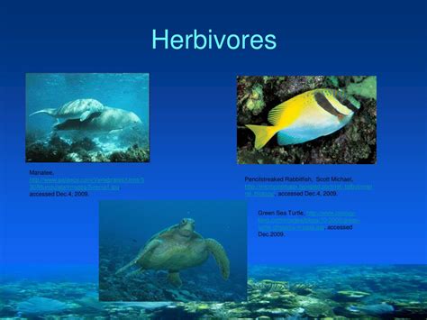 Ppt Ocean Life Consumers Powerpoint Presentation Free Download Id