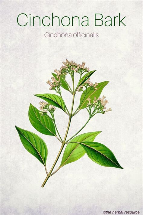 Cinchona Bark Uses And Benefits Herbalism Herbal Plants Herbal Healing