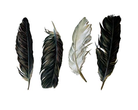 Download and use it for your personal or non commercial projects. transparent feathers | Tumblr