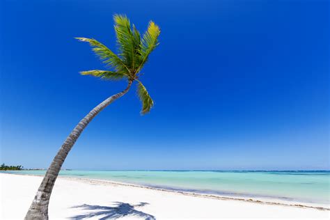 Palm Tree On A White Sand Beach Royalty Free Stock Image Storyblocks