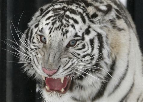 Bengaluru Zoo Gatekeeper Mauled To Death By Two White Tiger Cubs