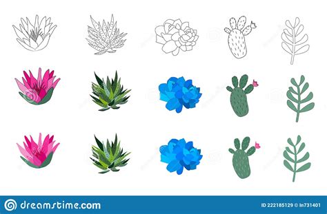 Set Of Hand Drawn Cacti And Succulents Stock Vector Illustration Of