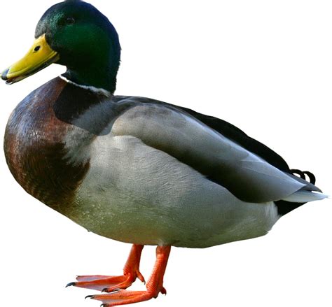 Download High Quality Duck Clipart Realistic Transparent Png Images