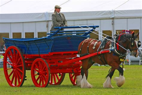 Shire Horse And Cart Flickr Photo Sharing