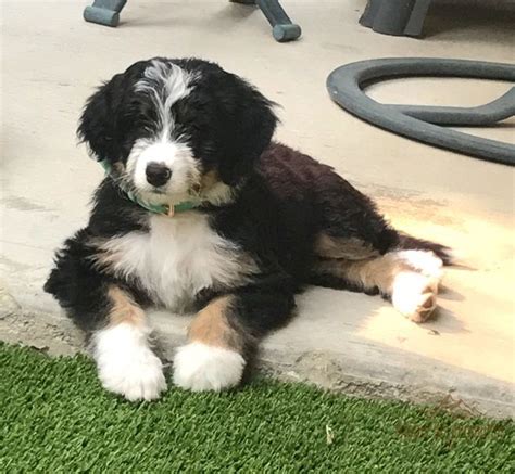 Alpine Bernedoodles Quality Bernedoodle Breeder Bernedoodle Puppy