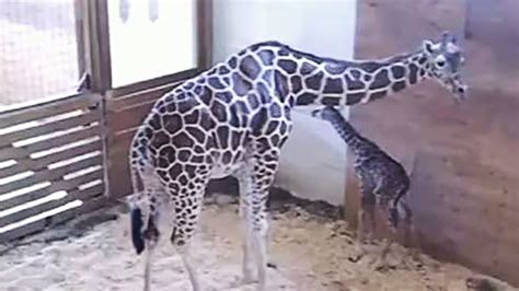 April The Giraffe Finally Gives Birth