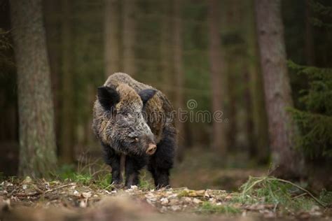 Sus Scrofa Free Nature Beautiful Picture Animal Life Stock Image