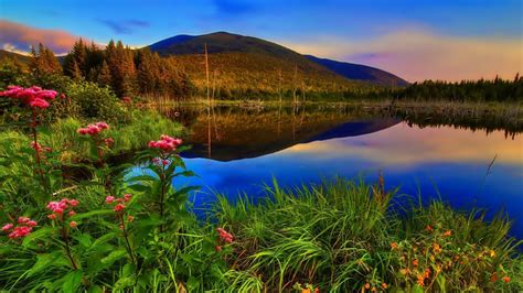 Wallpaper Lake Mountain Forest Flowers