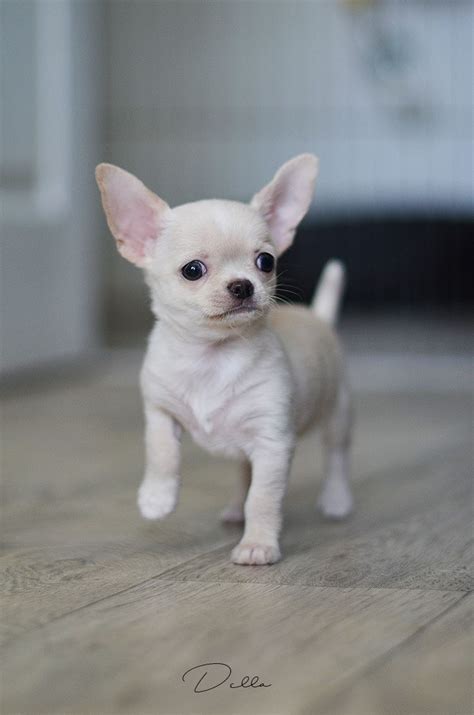 White Chihuahua Puppy For Sale Near Me Cenfesse