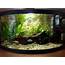 10 Gal Community Tank  Redditcom/u/dylwil Aquarium Fish