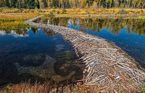 how beavers build dams leave it to beavers pbs pitchstone waters