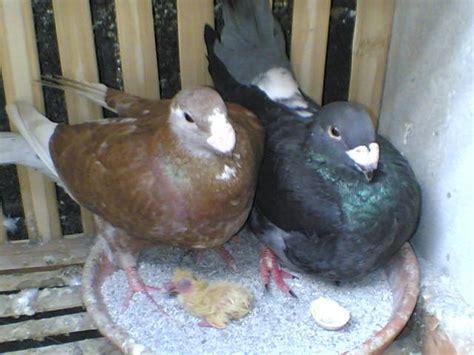Fancy Pigeons German Beauty For Sale Adoption From Manila Metropolitan