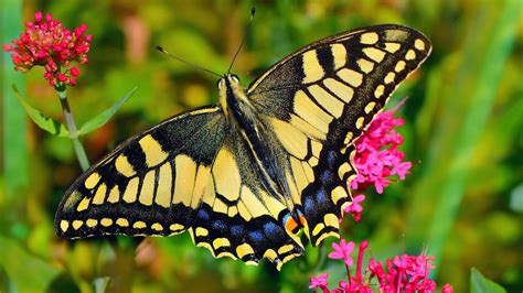 Yellow Black Blue Butterfly Is Flying Above On Pink Flower Hd Butterfly