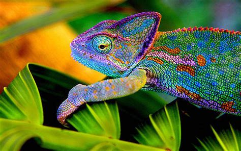 Cute Chameleon Wallpapers Wallpaper Cave